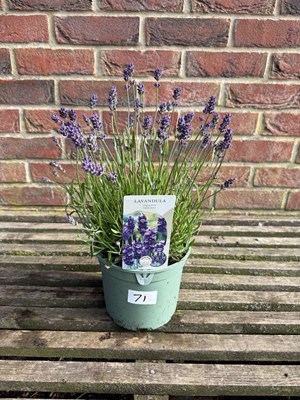 Lot 1071 - Lavender "Hidcote"