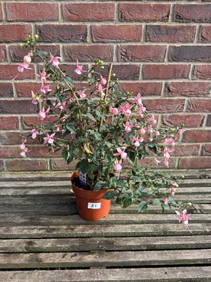 Lot 1080 - Hardy Fuchsia