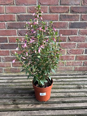 Lot 1081 - Hardy Fuchsia