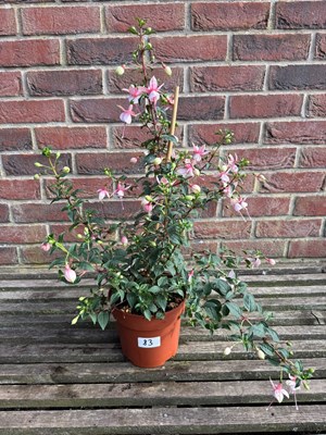 Lot 1082 - Hardy Fuchsia
