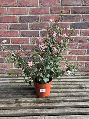Lot 1083 - Hardy Fuchsia