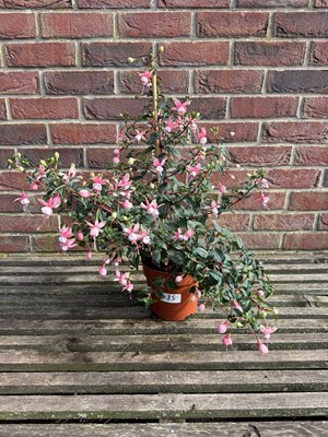 Lot 1084 - Hardy Fuchsia