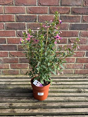Lot 1085 - Hardy Fuchsia