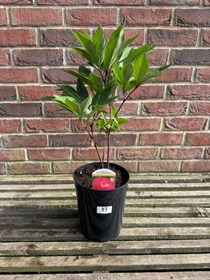 Lot 1086 - Karl Rosenfield Peony