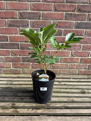 Lot 1087 - Shirley Temple White Peony