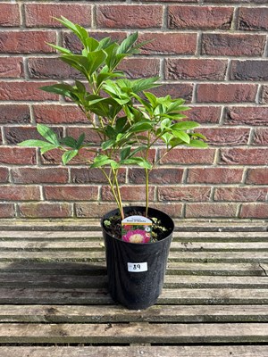 Lot 1088 - Bowl Beauty Peony