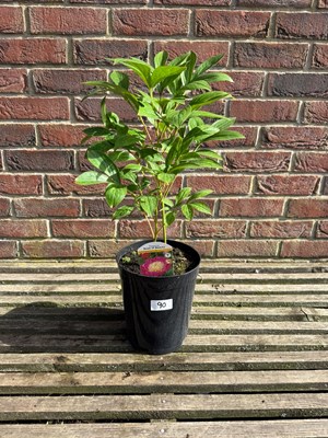 Lot 1089 - Bowl Beauty Peony