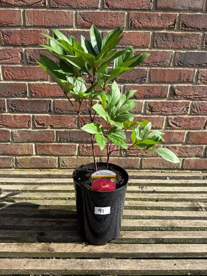 Lot 1090 - Karl Rosenfield Peony