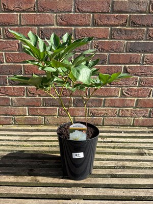 Lot 1091 - Shirley Temple White Peony