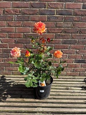 Lot 1092 - Hybrid tea rose - Rotary Sunrise