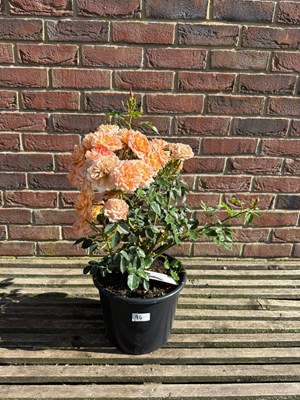 Lot 1093 - Patio Rose - Sweet Dream