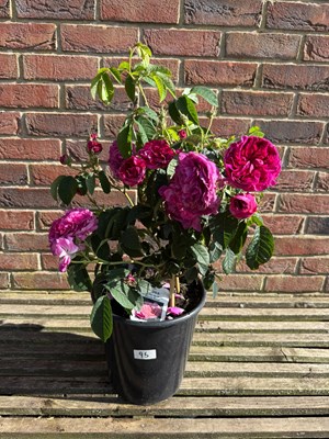 Lot 1094 - Shrub Rose - Charles De Mills