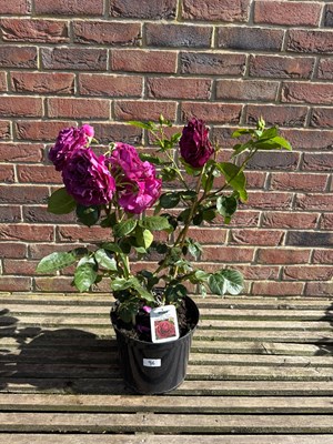 Lot 1095 - Hybrid tea rose ‘Twilight Zone’
