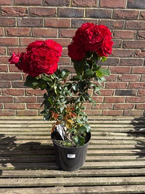 Lot 1096 - Caprica Renaissance Flori Rose