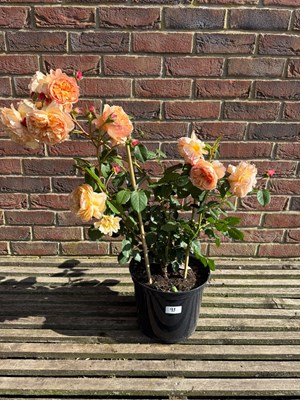 Lot 1097 - Shrub Rose Eveline Wild