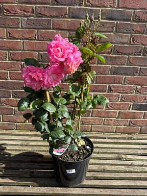 Lot 1098 - Shrub rose ‘Cliff Richard’