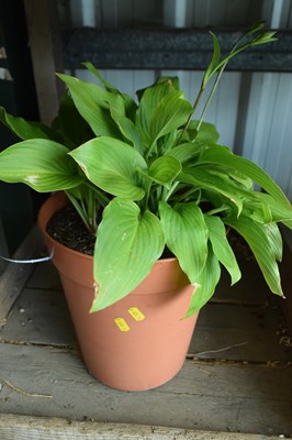 Lot 1102 - Hosta