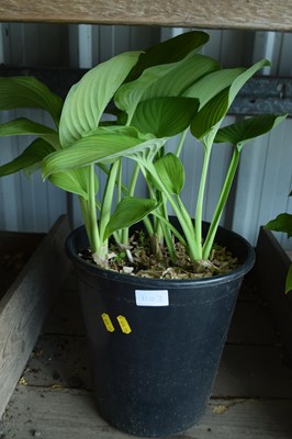 Lot 1103 - Hosta
