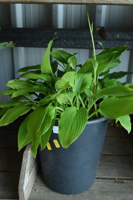 Lot 1104 - Hosta