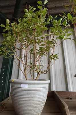 Lot 1105 - Stone pot with lilac