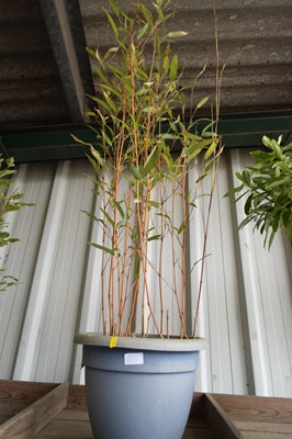 Lot 1106 - Pot and bamboo