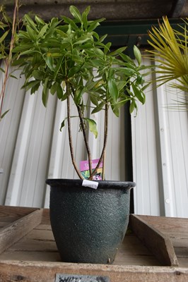 Lot 1107 - 'Daphne' and pot
