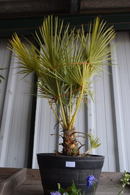 Lot 1108 - Fan Palm and Pot