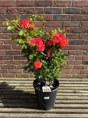 Lot 1099 - Floribunda Rose - Old John