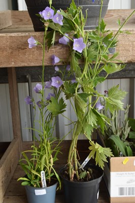 Lot 1109 - x2 Delphinium and Campanula