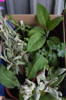 Lot 1110 - Box: inc Poppy and foxglove