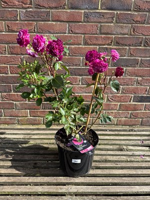 Lot 1100 - Floribunda Rose ‘Ebb Tide’