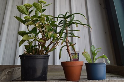 Lot 1111 - Box: inc hydranger and Aloe plant