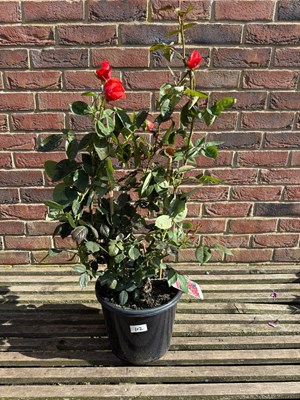 Lot 1101 - Hybrid Tea Rose ‘Superstar’
