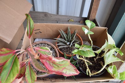 Lot 1113 - x4 plants inc Cacti