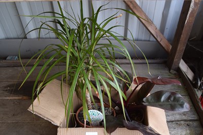 Lot 1114 - X2 plants inc Dragon Tree