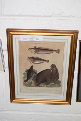 Lot 305 - Coloured engraving The Walrus and Fish