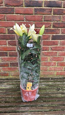 Lot 1001 - Pot of Lilies
