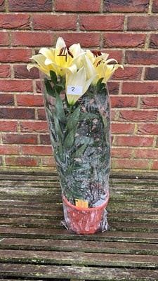 Lot 1002 - Pot of Lilies