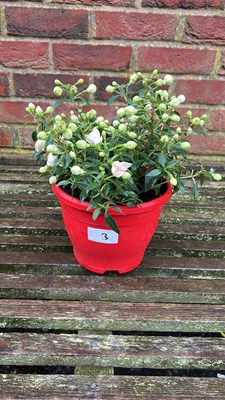 Lot 1003 - coloured pot hardy Fuschia