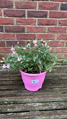 Lot 1004 - Coloured pot hardy fuchsia