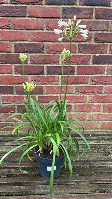 Lot 1005 - white agapanthus