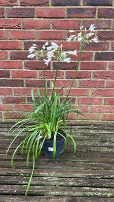 Lot 1006 - white agapanthus