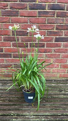 Lot 1007 - white agapanthus