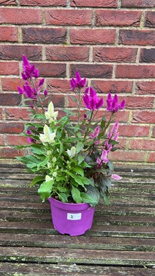 Lot 1008 - patio Celosia