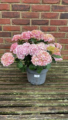Lot 1009 - pink hydrangea