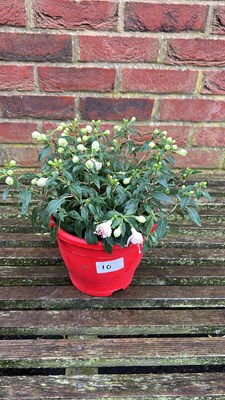 Lot 1010 - coloured pot hardy Fuchsia