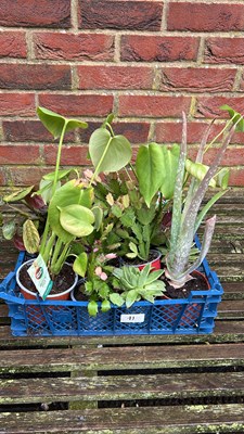 Lot 1011 - crate of mixed houseplants including monstera,...