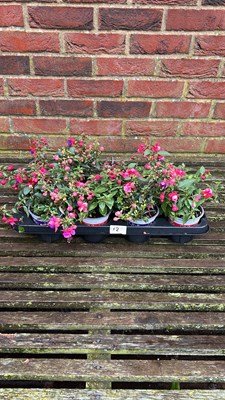 Lot 1012 - tray of 8 hardy fuschias