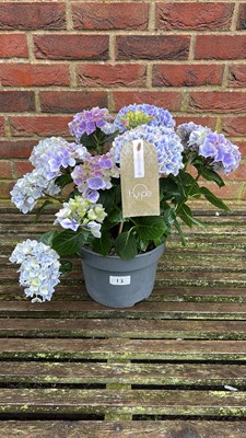 Lot 1013 - blue hydrangea