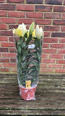 Lot 1014 - potted Lilies